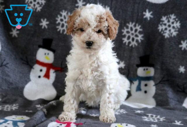 Keyla Mini poodle image