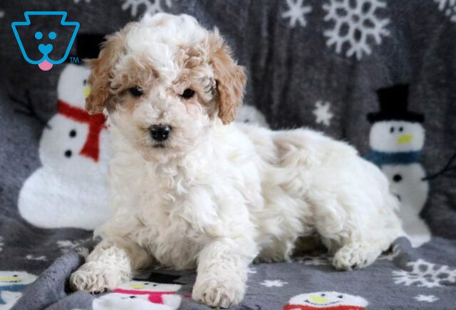 Keyla Mini poodle2 image