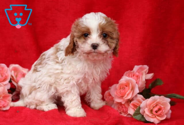 Kimmy Cavapoo image