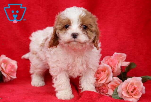 Kimmy Cavapoo2 image