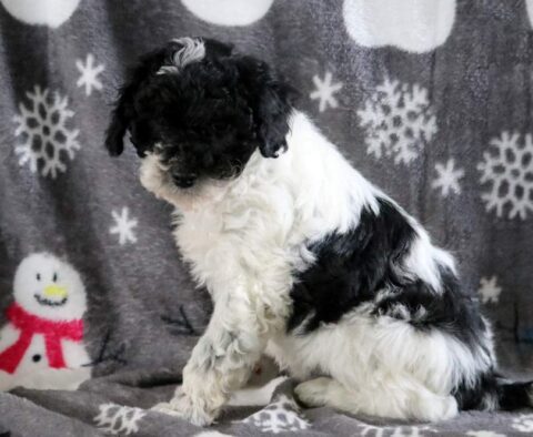 Kyle Mini Poodle