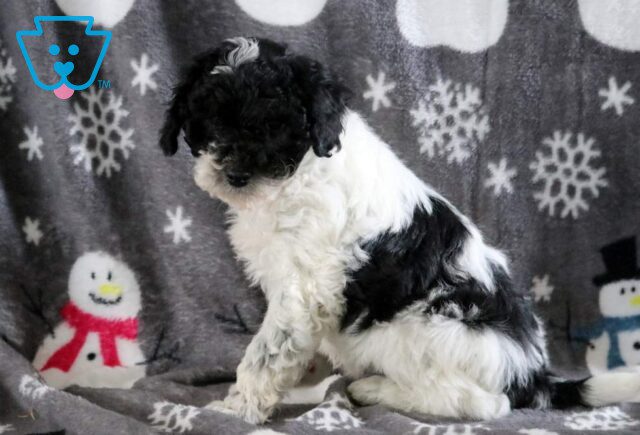 Kyle Mini Poodle image