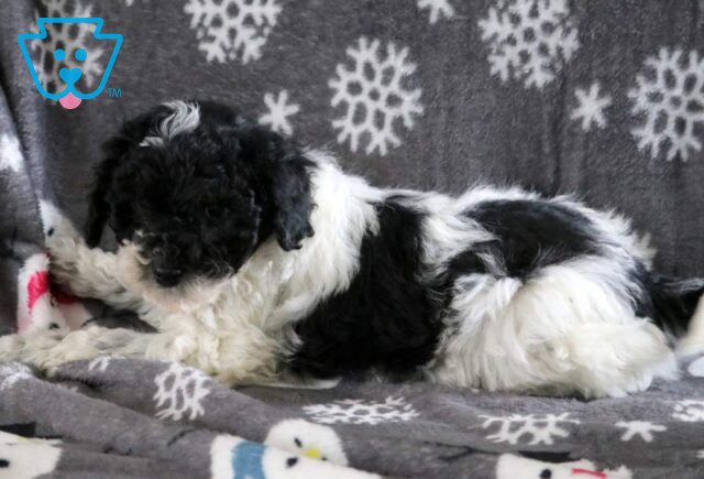 Kyle Mini Poodle2 image