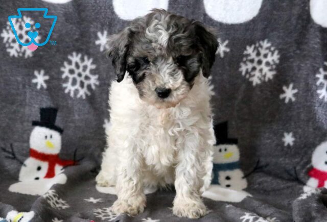 Kylie Mini Poodle image