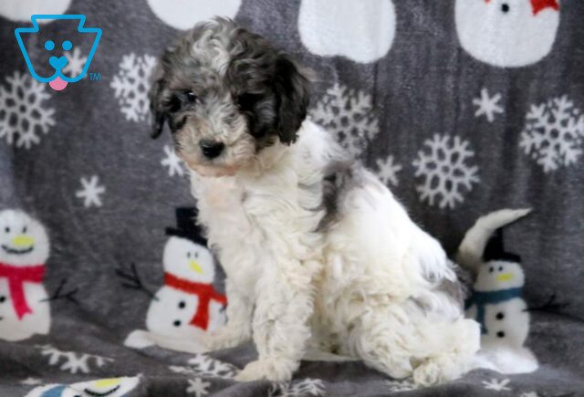 Kylie Mini Poodle2 image