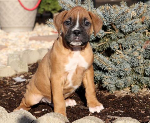 Larz Boxer