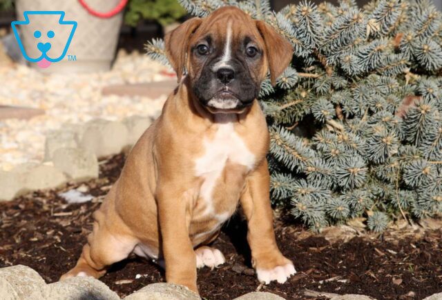 Larz Boxer image