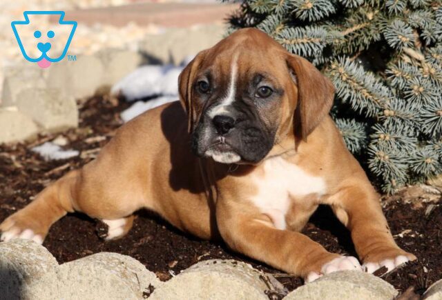 Larz Boxer2 image