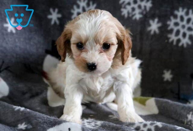 Layla CAvapoo image