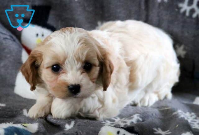 Layla CAvapoo2 image