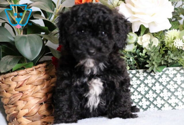 Lee Mini Poodle image