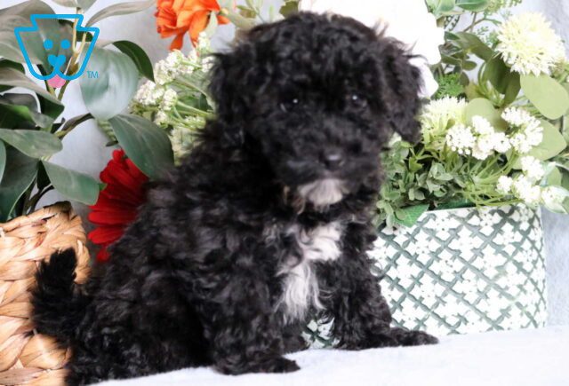 Lee Mini Poodle2 image