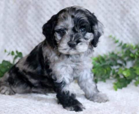 Liam Cockapoo