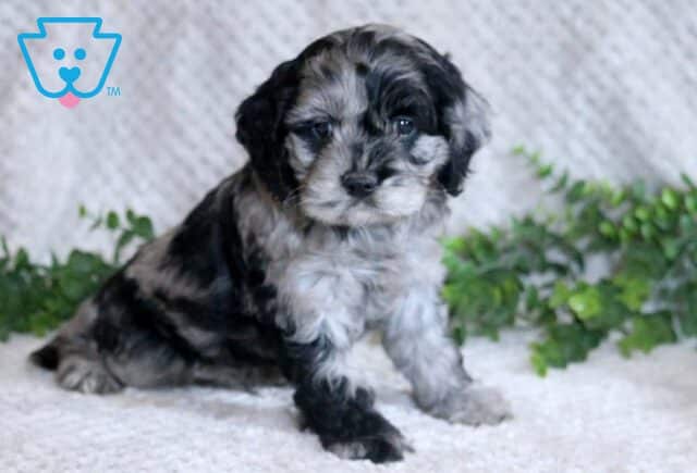 Liam Cockapoo image
