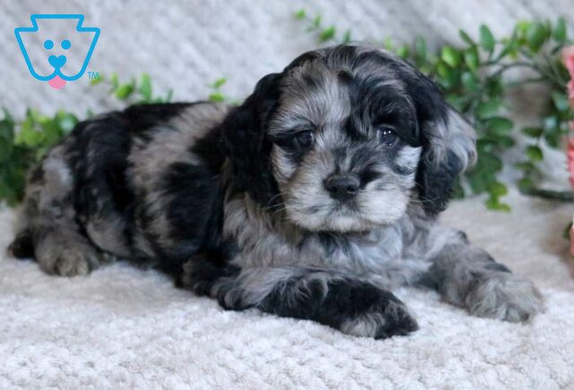Liam Cockapoo2 image