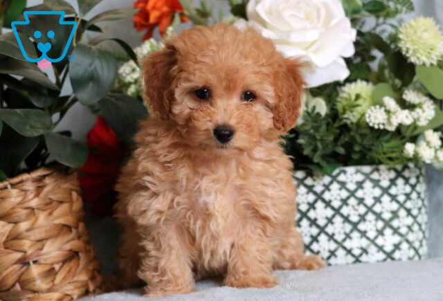 Lilly Mini Poodle image