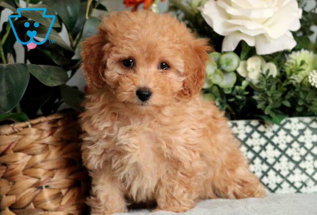 Lilly Mini Poodle2 image