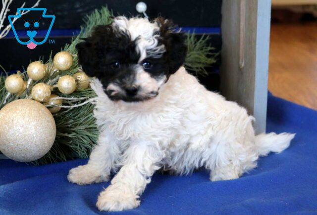 Lilo Toy Poodle image