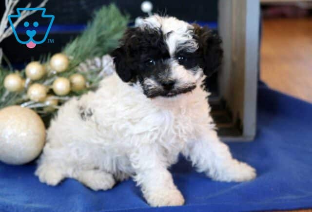 Lilo Toy Poodle2 image