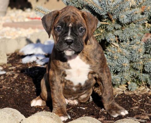 Lincoln Boxer