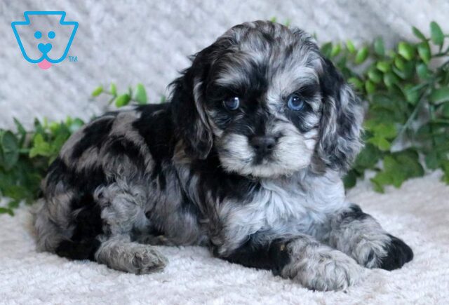 Lindy Cockapoo image