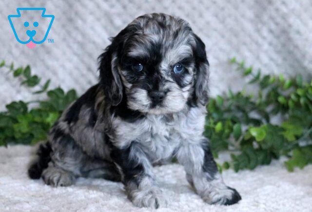 Lindy Cockapoo2 image