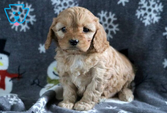 Lizzy Cavapoo image