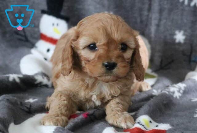 Lizzy Cavapoo2 image