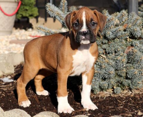 Lovey Boxer