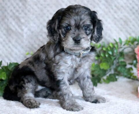 Lovey Cockapoo