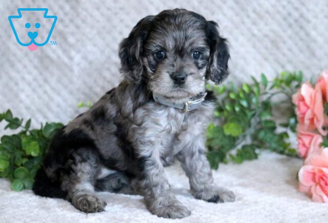 Lovey Cockapoo image