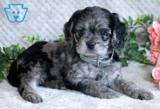 Lovey Cockapoo2 image