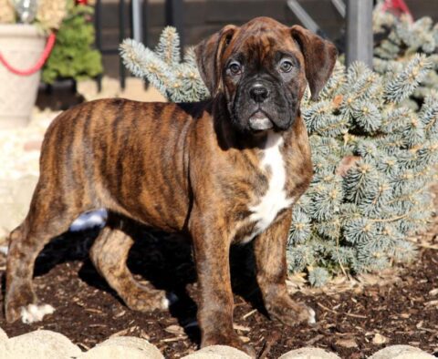 Lucky Boxer