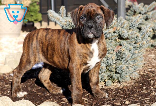 Lucky Boxer image