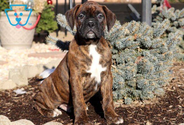 Lucky Boxer2 image