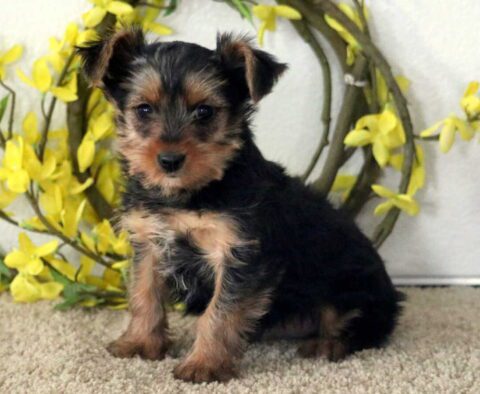Luka Yorkie