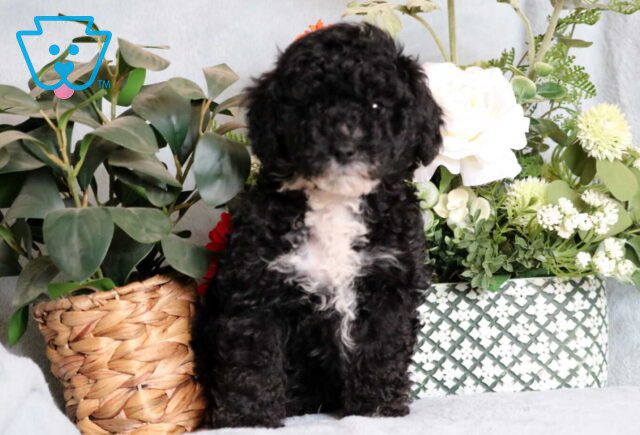 Luke Mini Poodle image