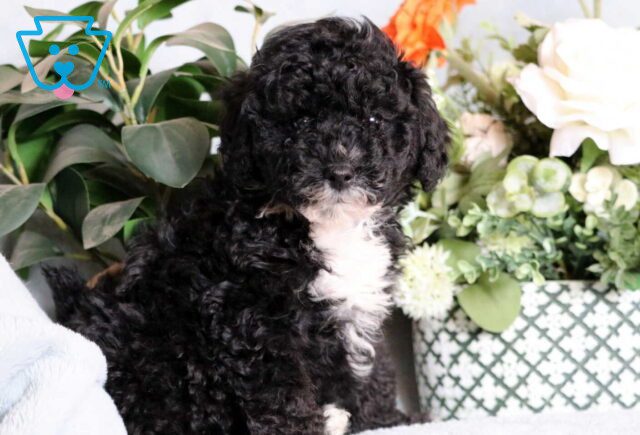 Luke Mini Poodle2 image