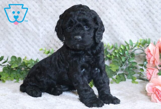 Luna Cockapoo image