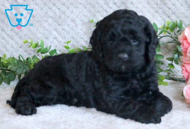 Luna Cockapoo2 image