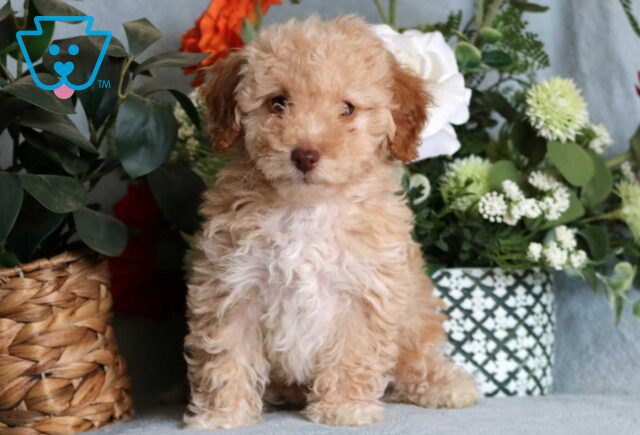 Lyla Mini Poodle image