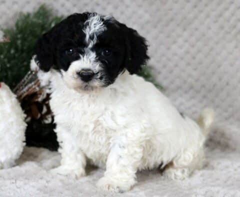 Mable Bichpoo