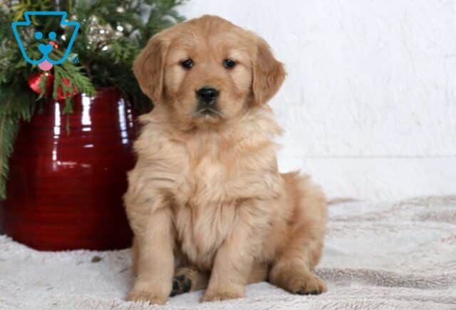 Marley Golden image