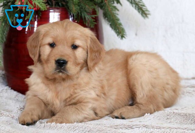 Marley Golden2 image