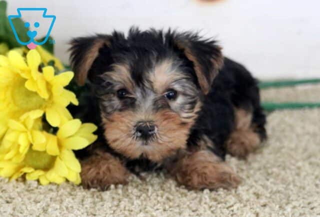 Mckenzie Yorkie image