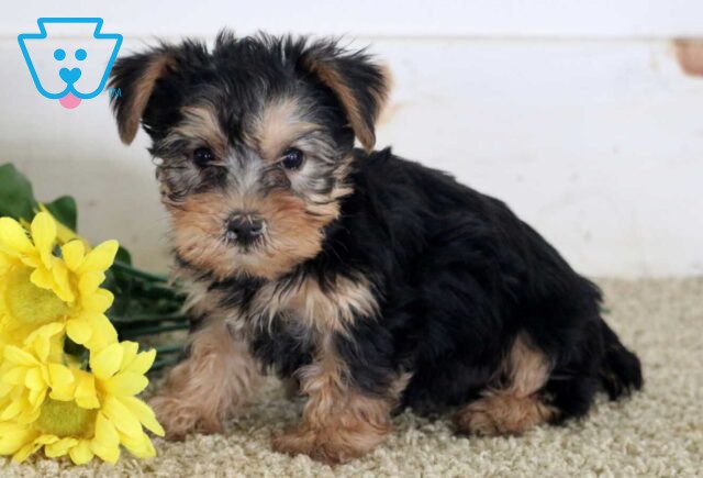 Mckenzie Yorkie2 image