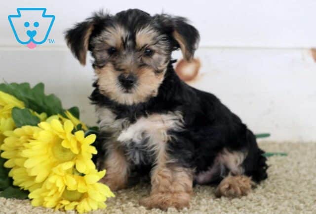 Miles Yorkie2 image
