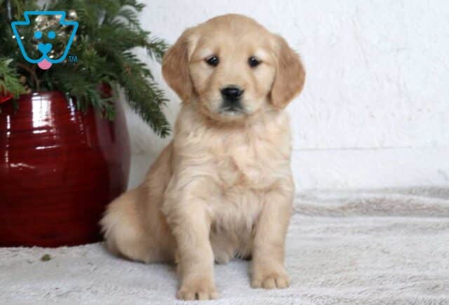 Milly Golden image