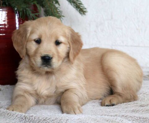 Milly Golden2