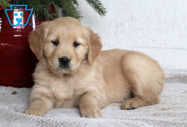 Milly Golden2 image